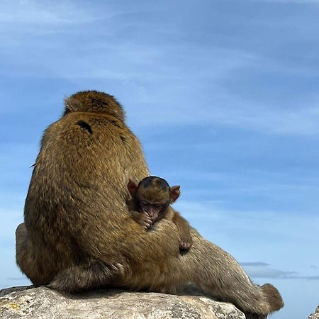 Sunny Gibraltar Lejlighed Eksteriør billede
