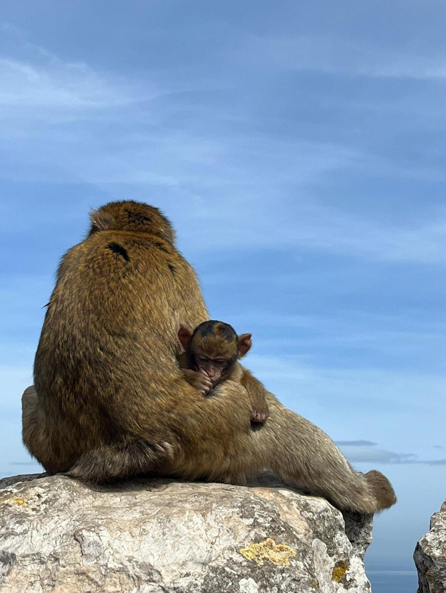 Sunny Gibraltar Lejlighed Eksteriør billede